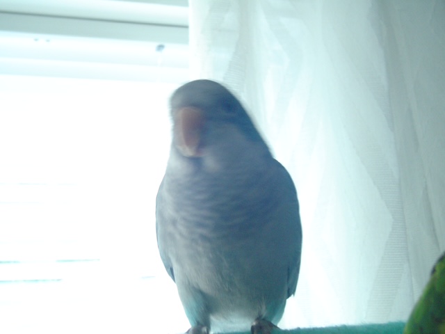 Blueberry the bird