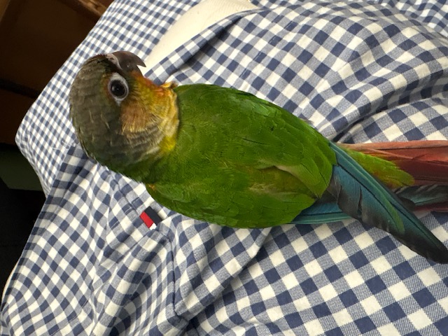 Marley the Green Cheek Conure
